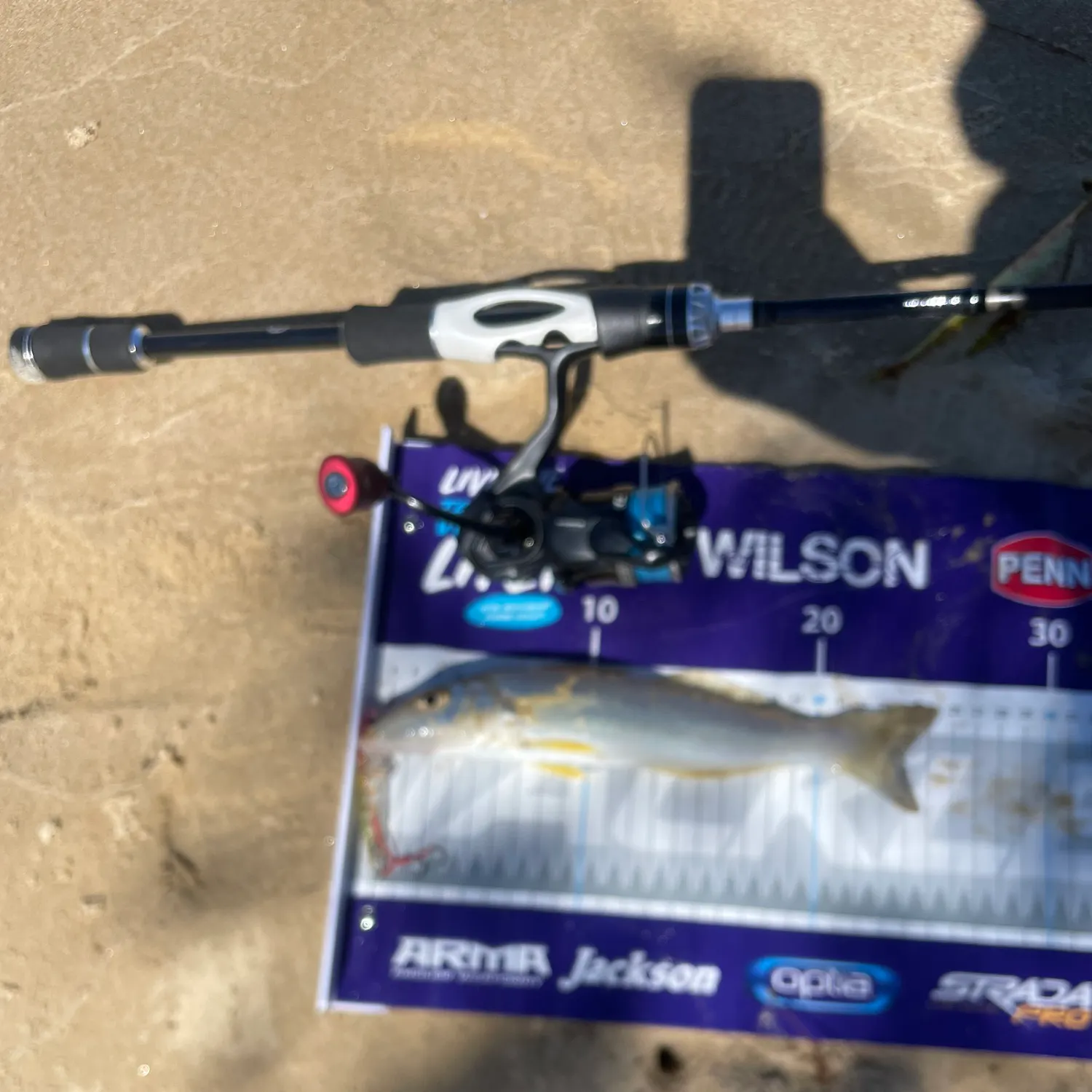 Sand sillago caught on Fishbrain