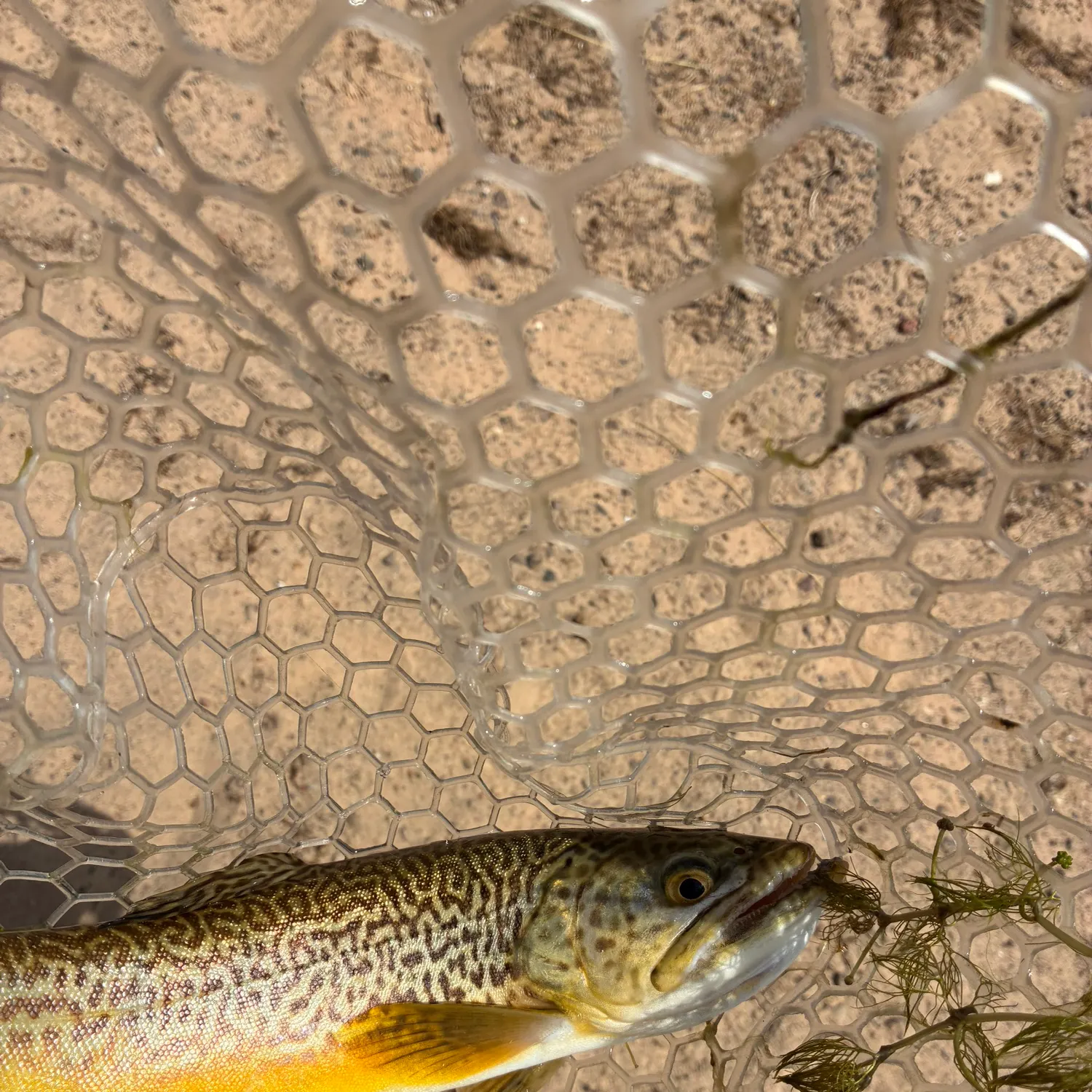 The most recent Tiger trout catches on Fishbrain