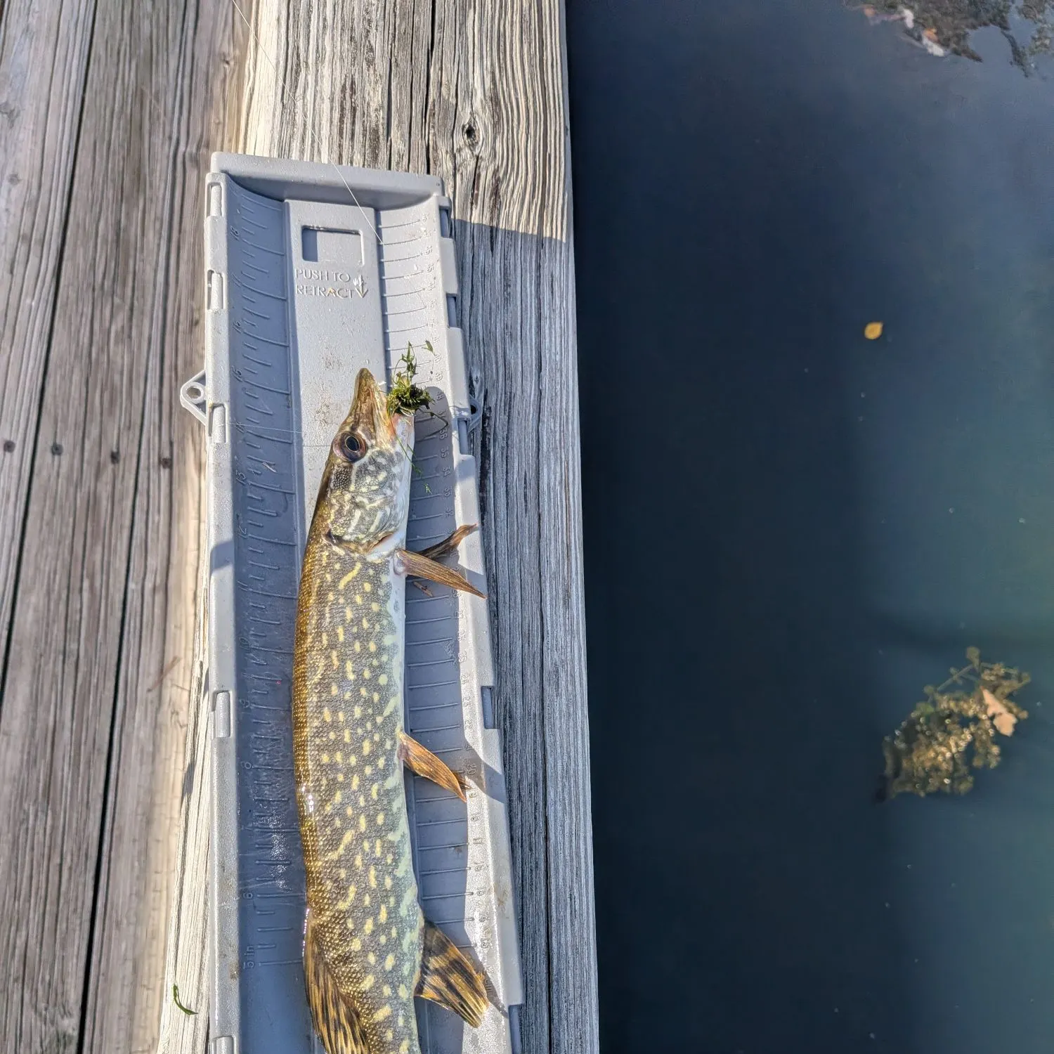 Northern pike caught on Fishbrain