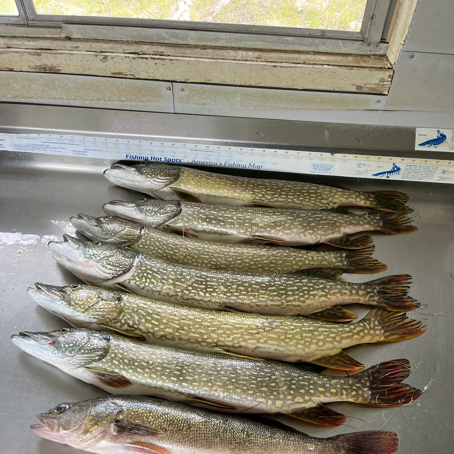 recently logged catches