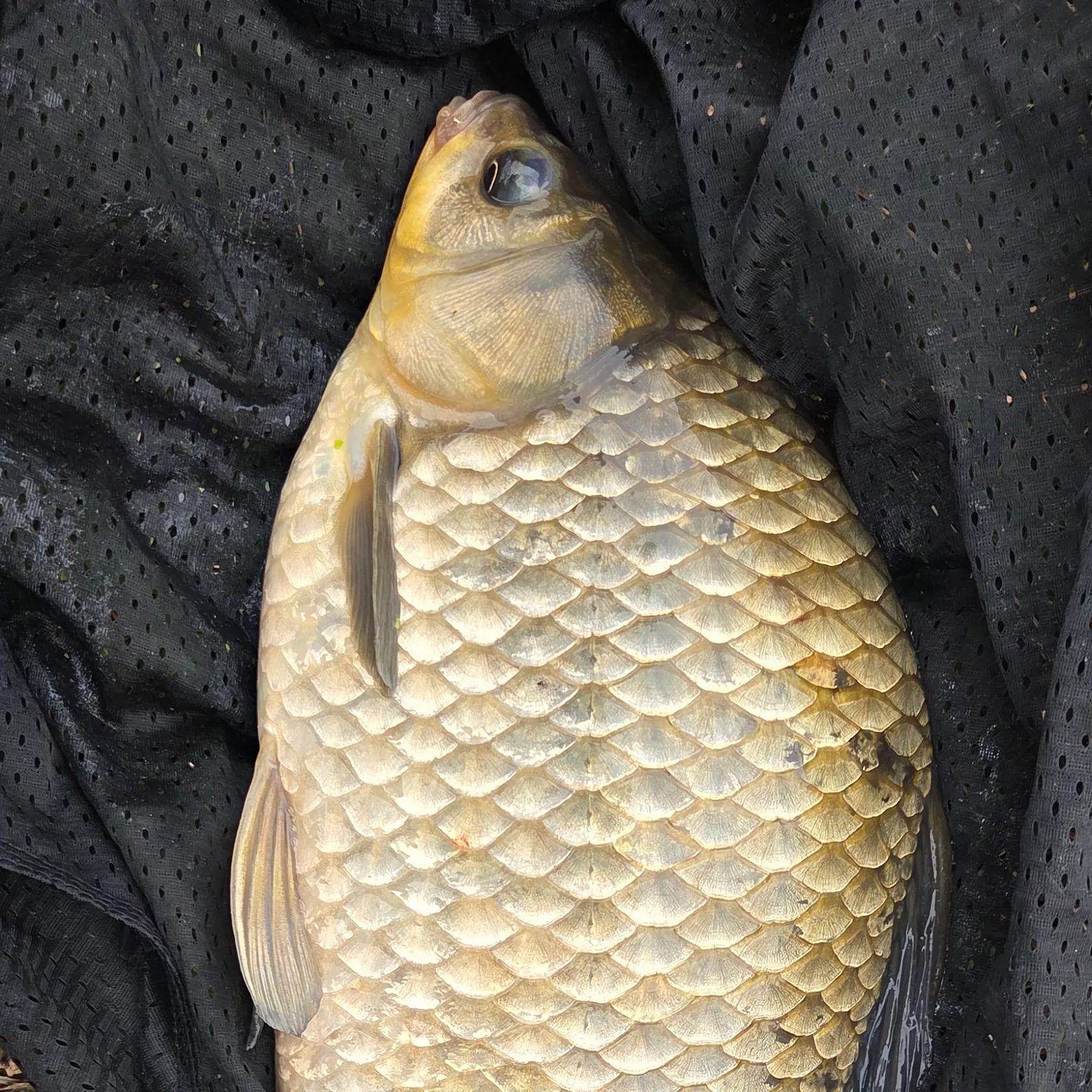 The most recent Prussian carp catches on Fishbrain