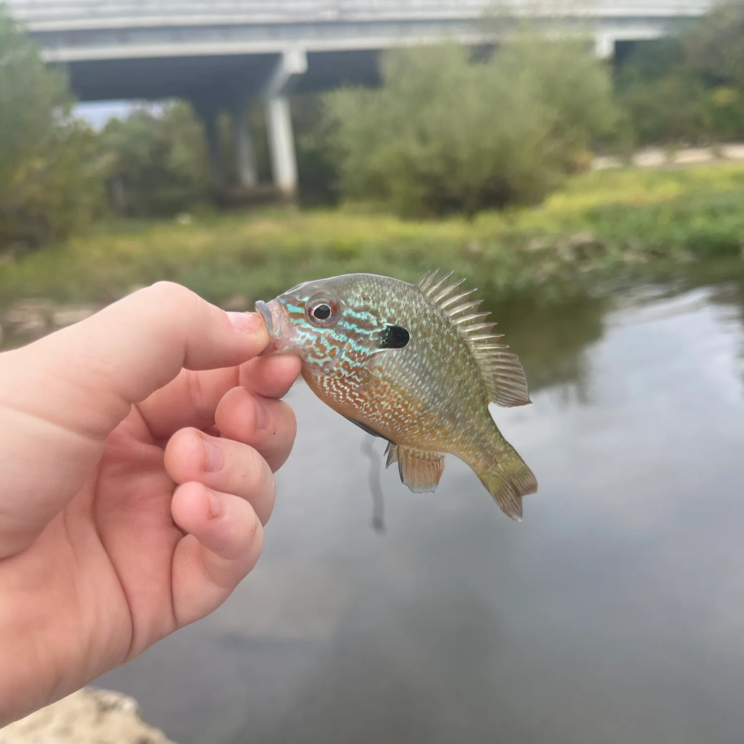 Longear sunfish caught on Fishbrain
