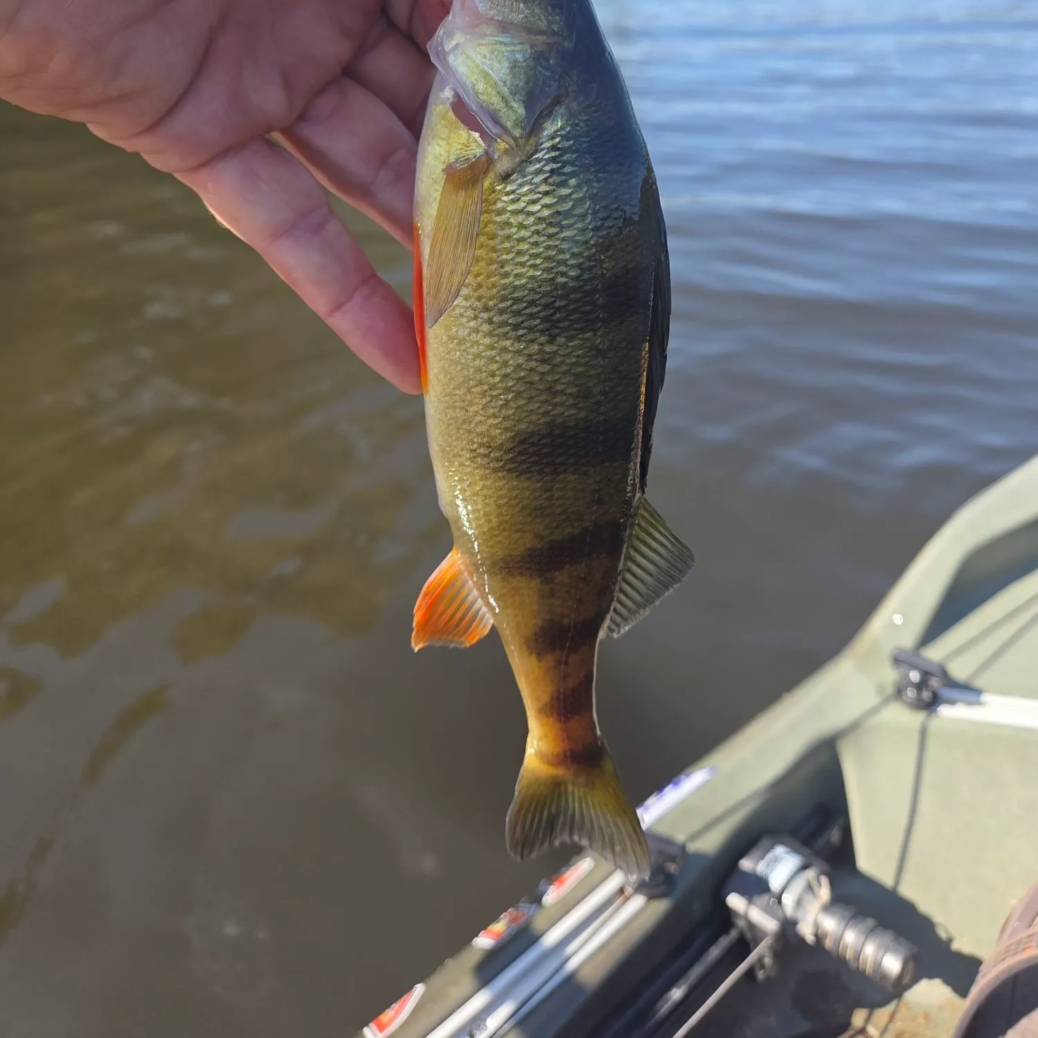 Yellow perch caught on Fishbrain