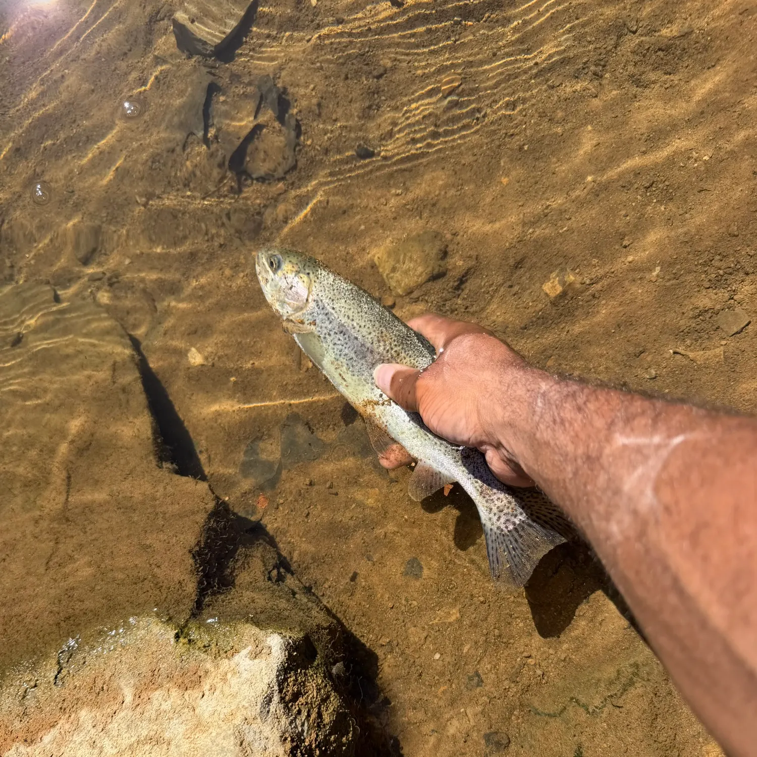 Rainbow trout caught on Fishbrain