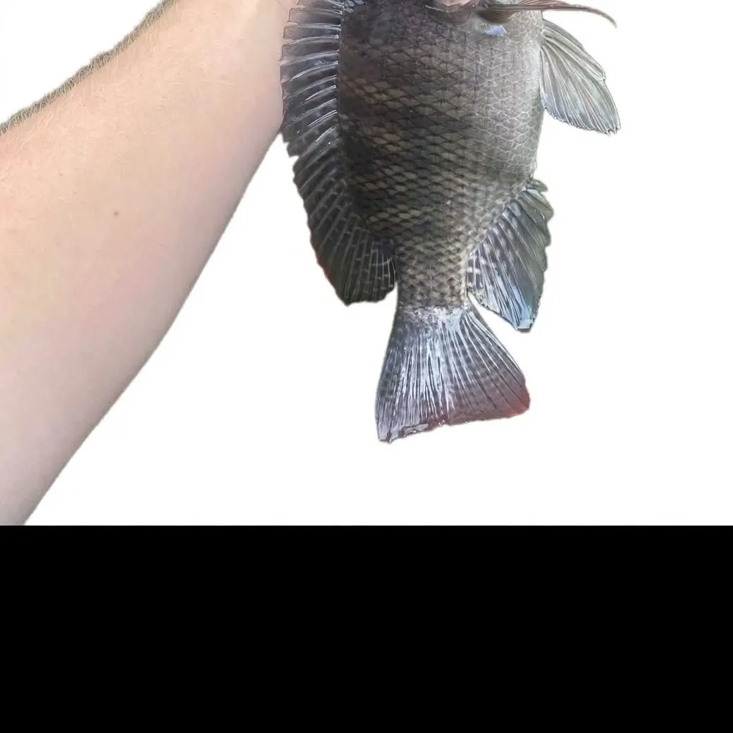 Blue tilapia caught on Fishbrain