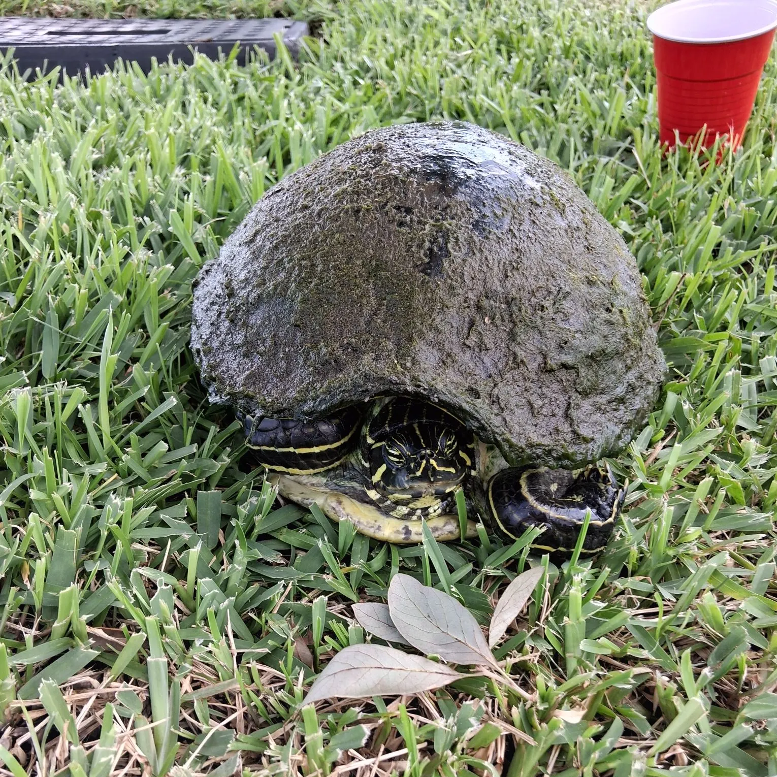 The most recent River cooter turtle catches on Fishbrain