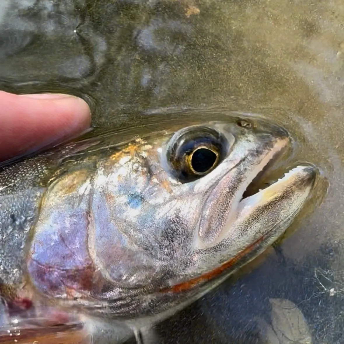 The most recent Bonneville cutthroat trout catches on Fishbrain