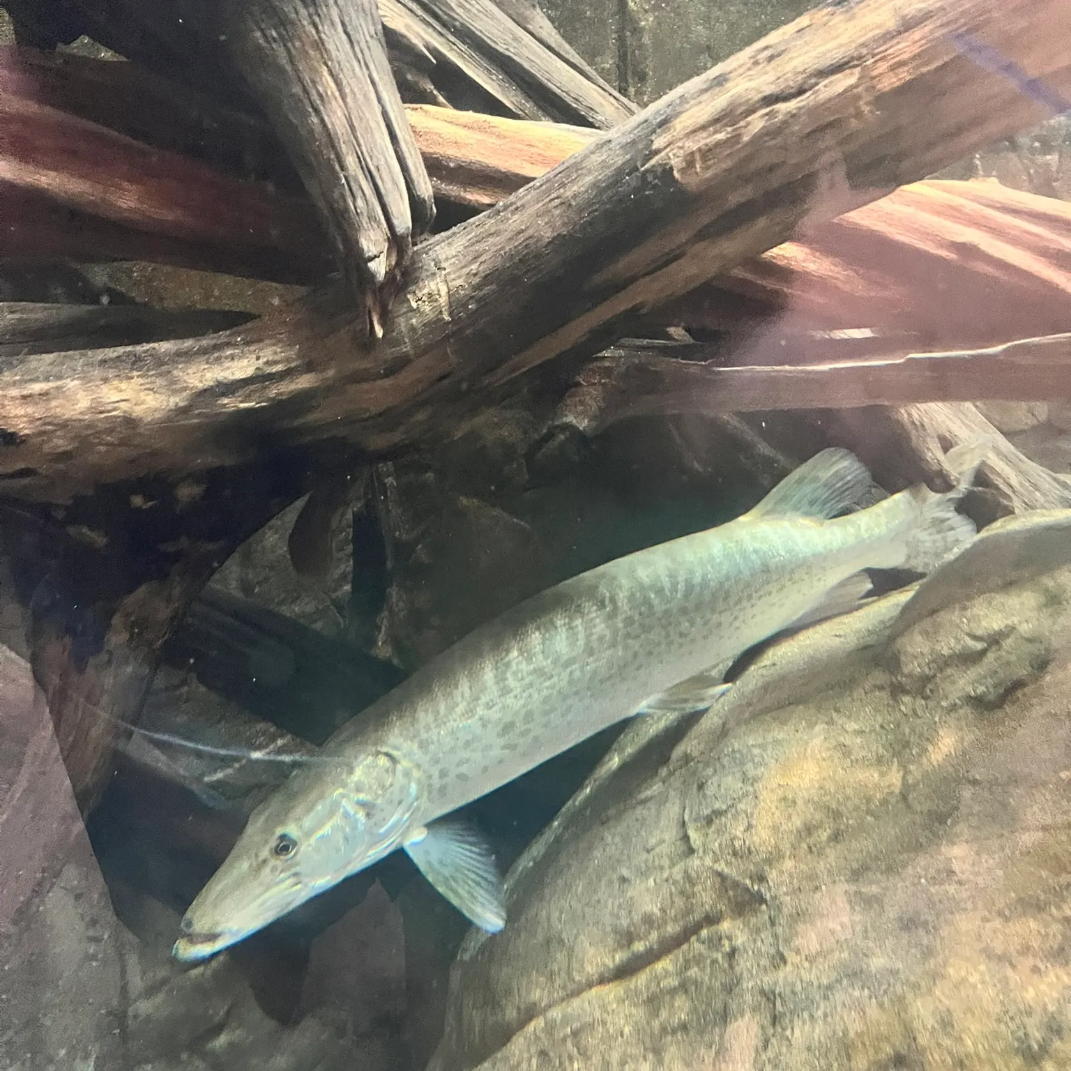 The most recent Yellowtail barracuda catches on Fishbrain