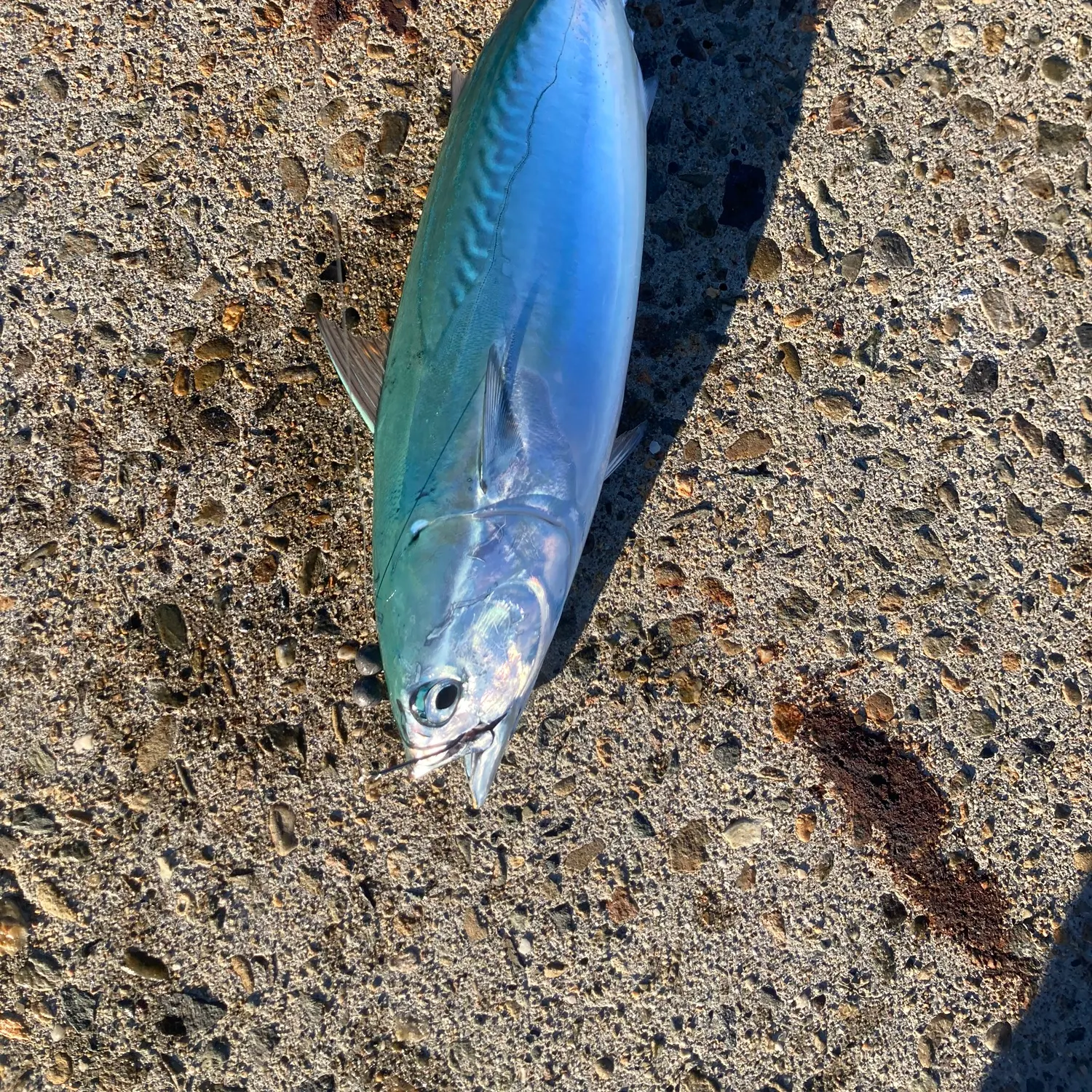 The most recent Kawakawa catches on Fishbrain