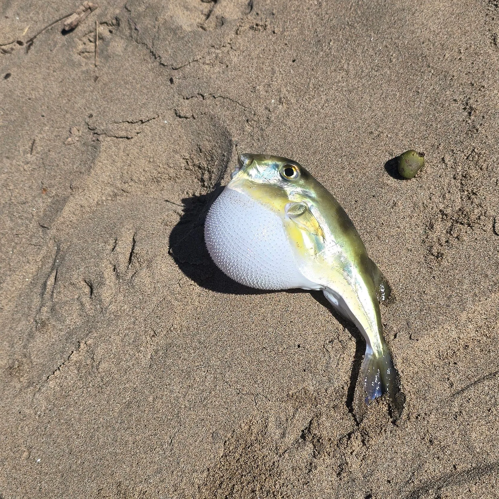 The most recent Smooth puffer catches on Fishbrain