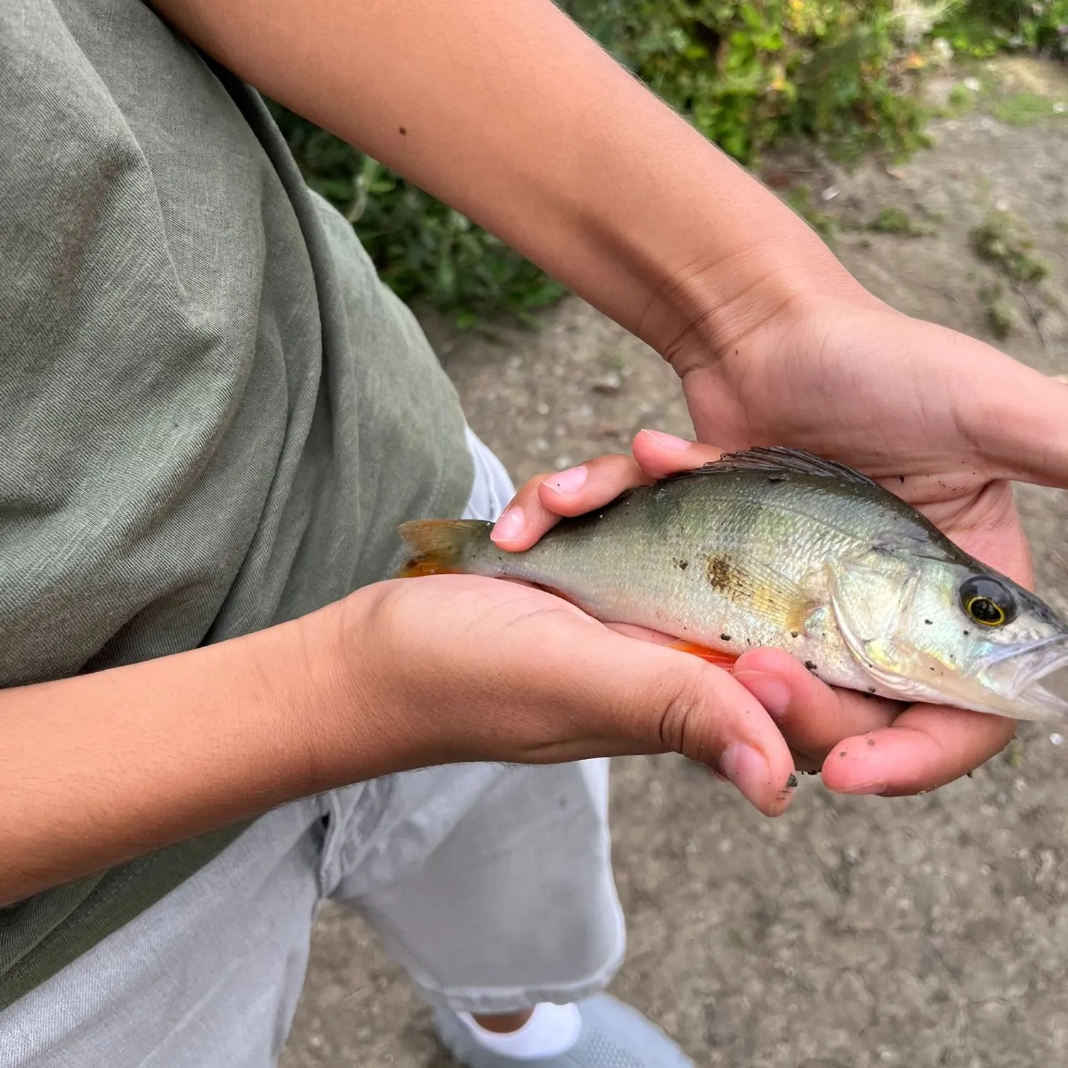 European perch caught on Fishbrain
