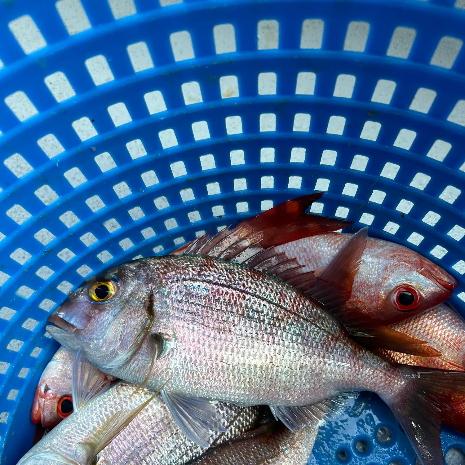 The most recent Sharptooth jobfish catches on Fishbrain