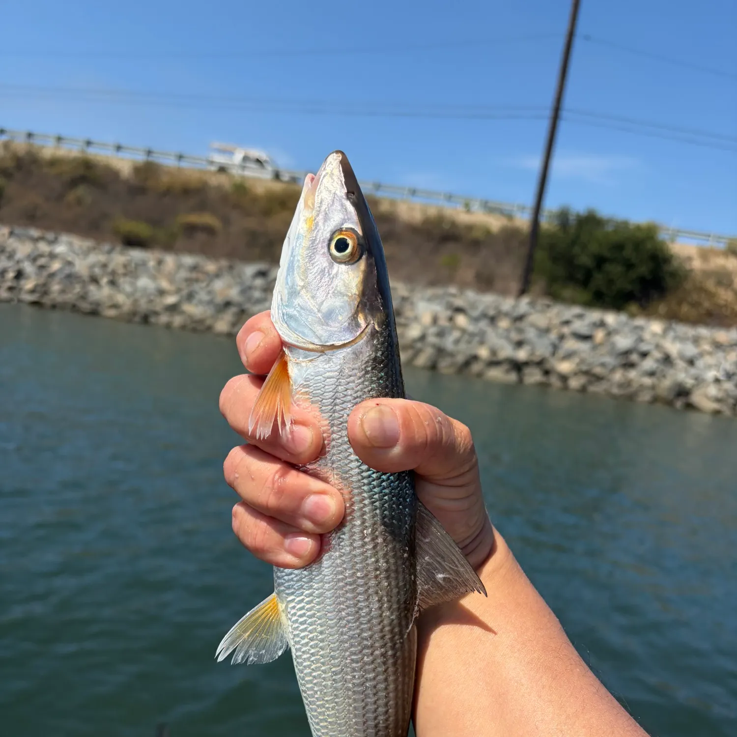 The most recent West Atlantic bonefish catches on Fishbrain