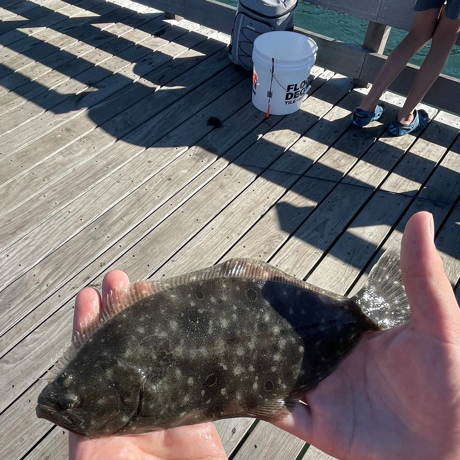 Summer flounder caught on Fishbrain