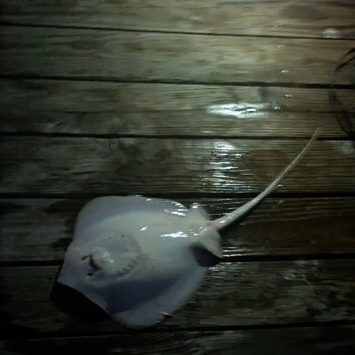 Fish caught on Fishbrain