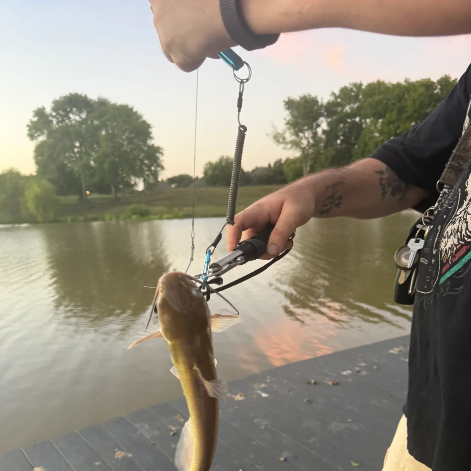 Channel catfish caught on Fishbrain