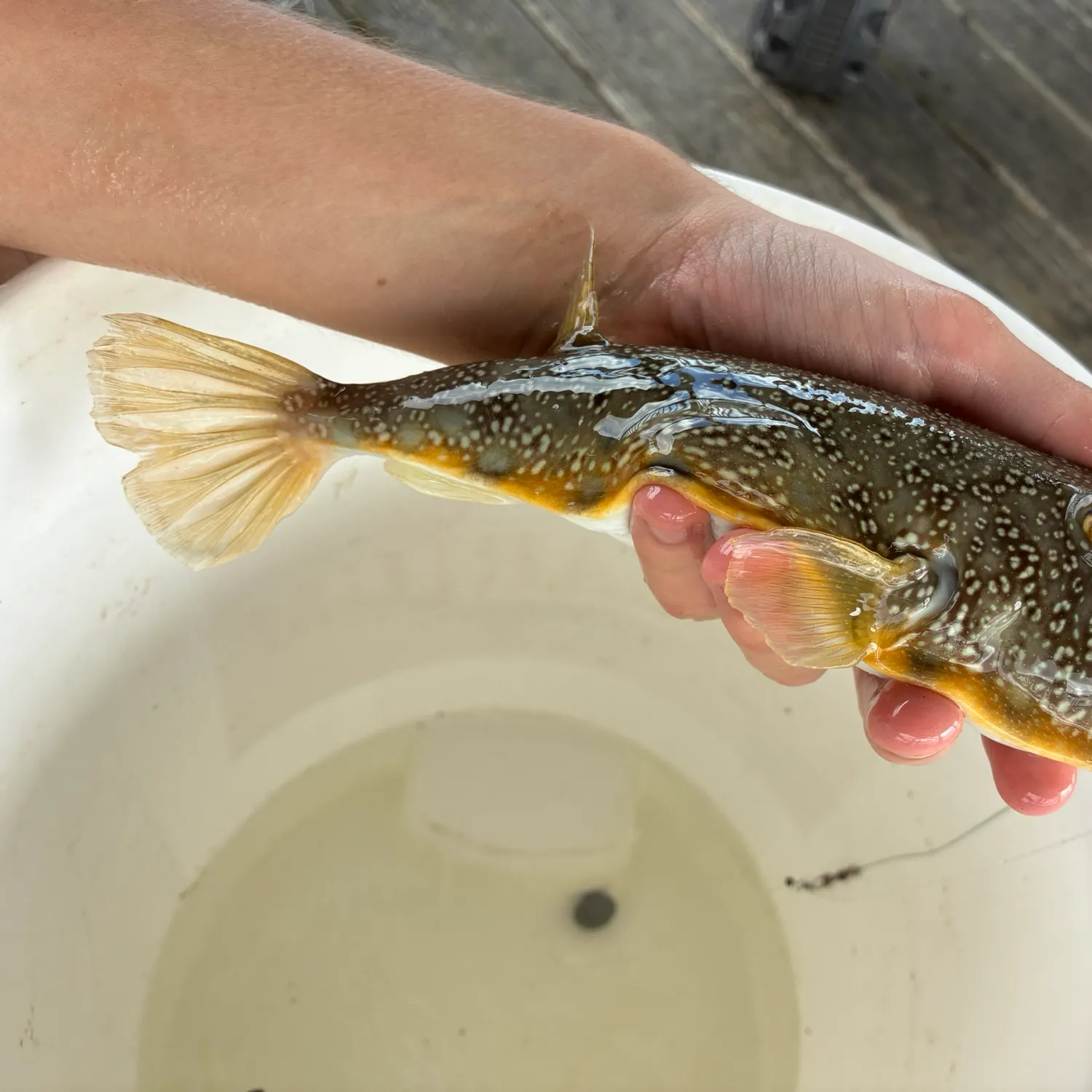 The most recent Southern puffer catches on Fishbrain