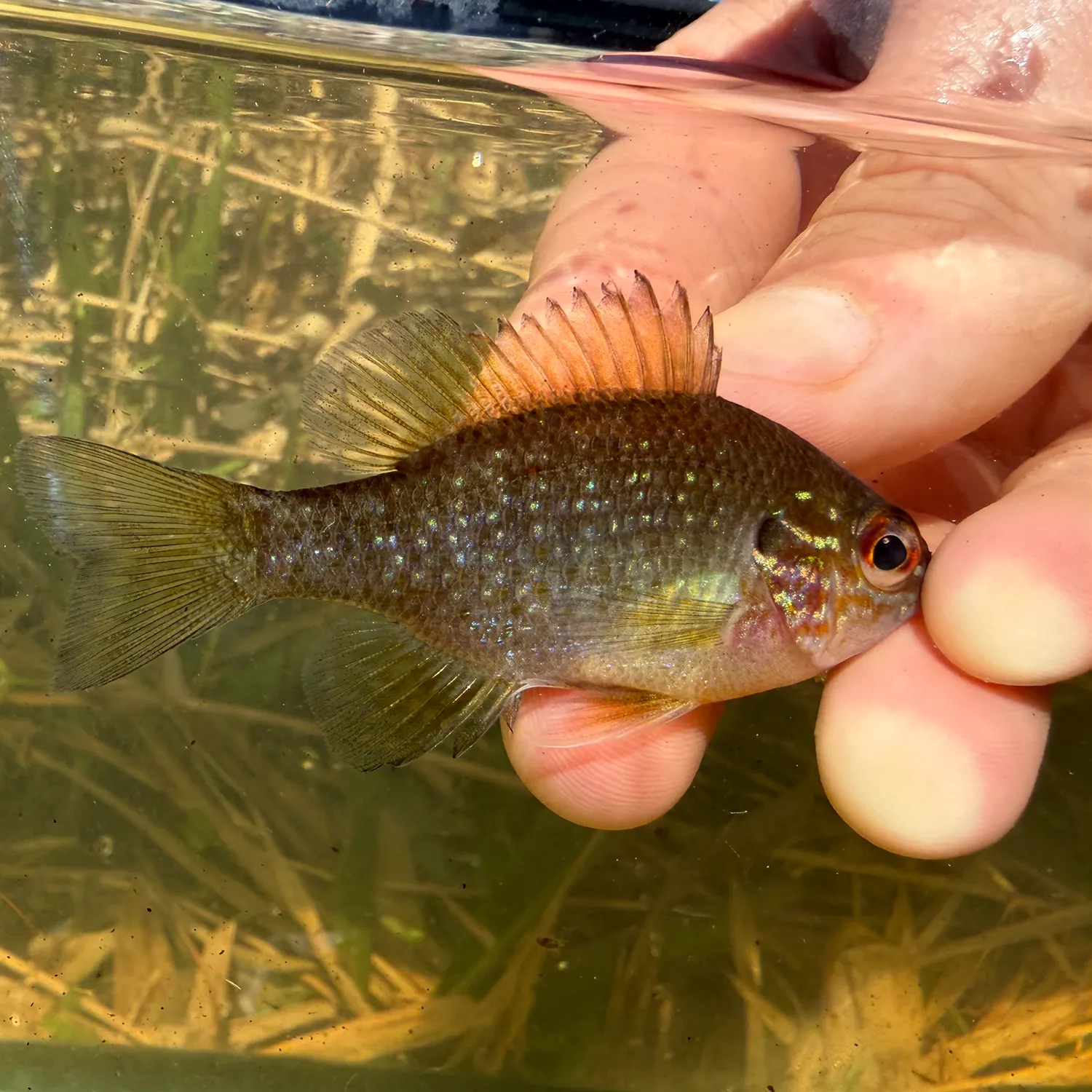 The most recent Dollar sunfish catches on Fishbrain