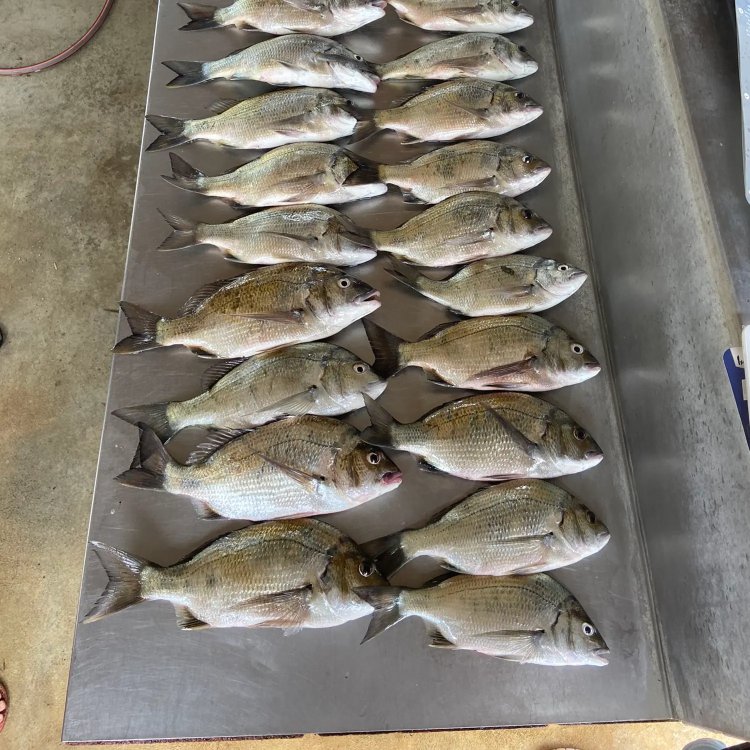 recently logged catches