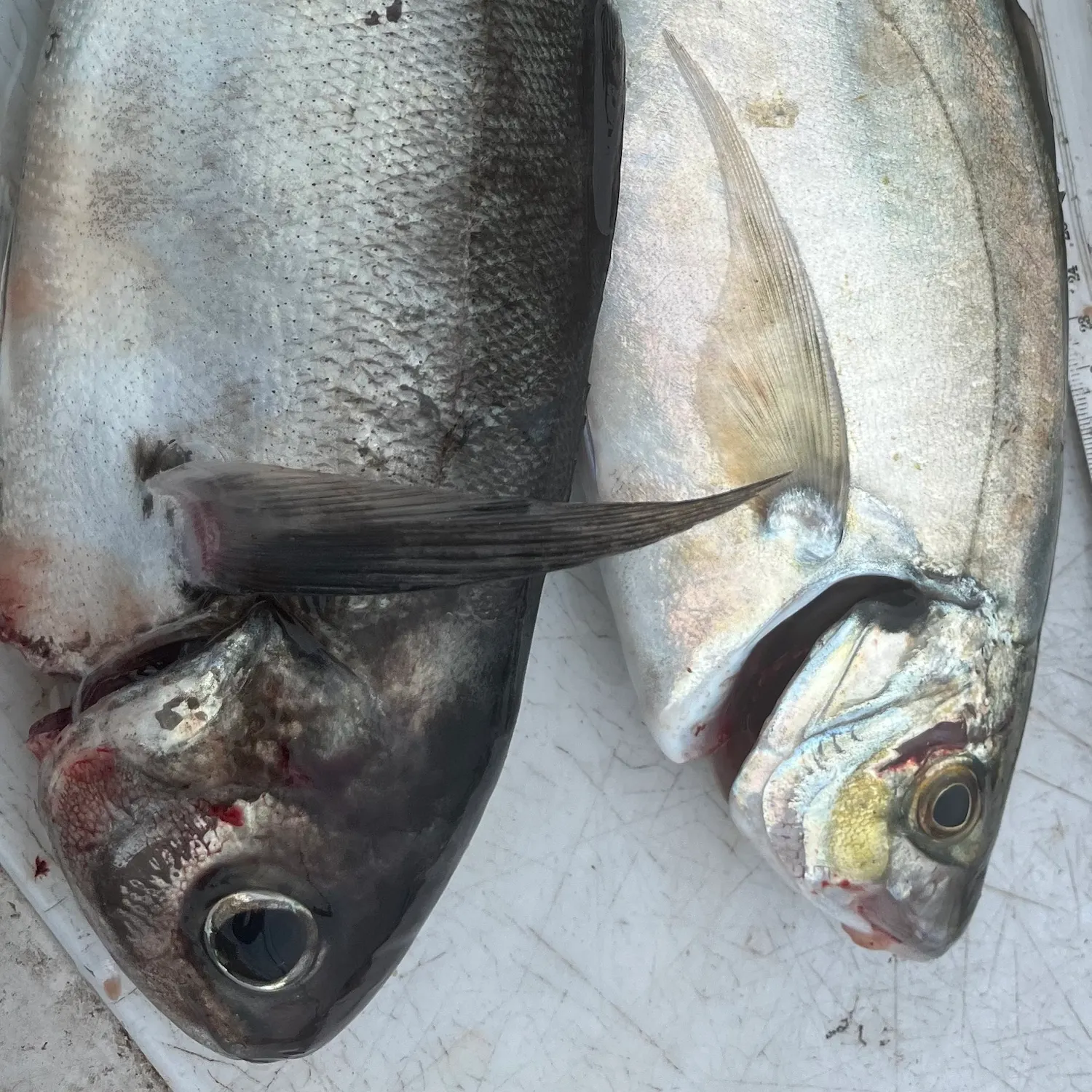 The most recent Bluenose warehou catches on Fishbrain