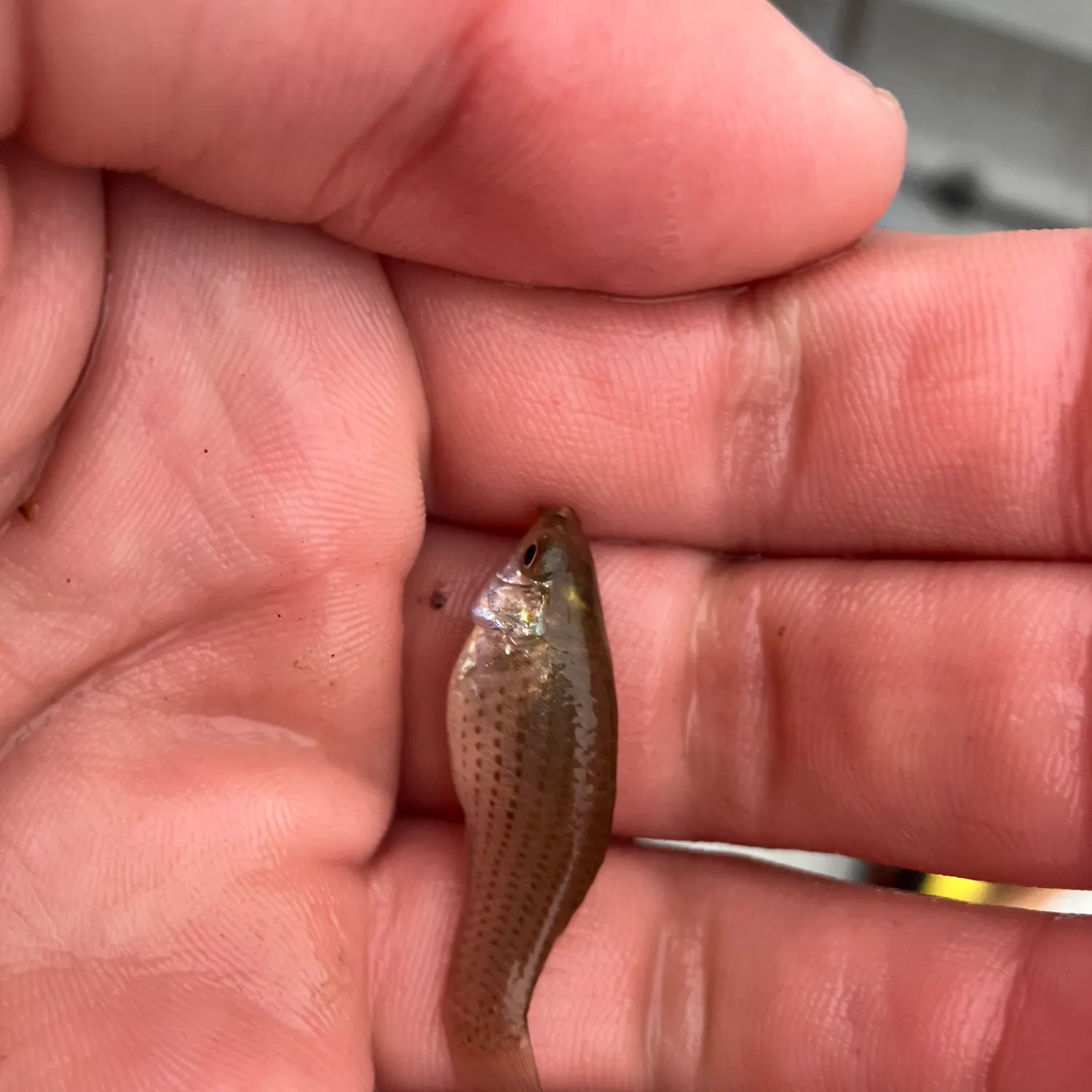 The most recent Shortfin molly catches on Fishbrain