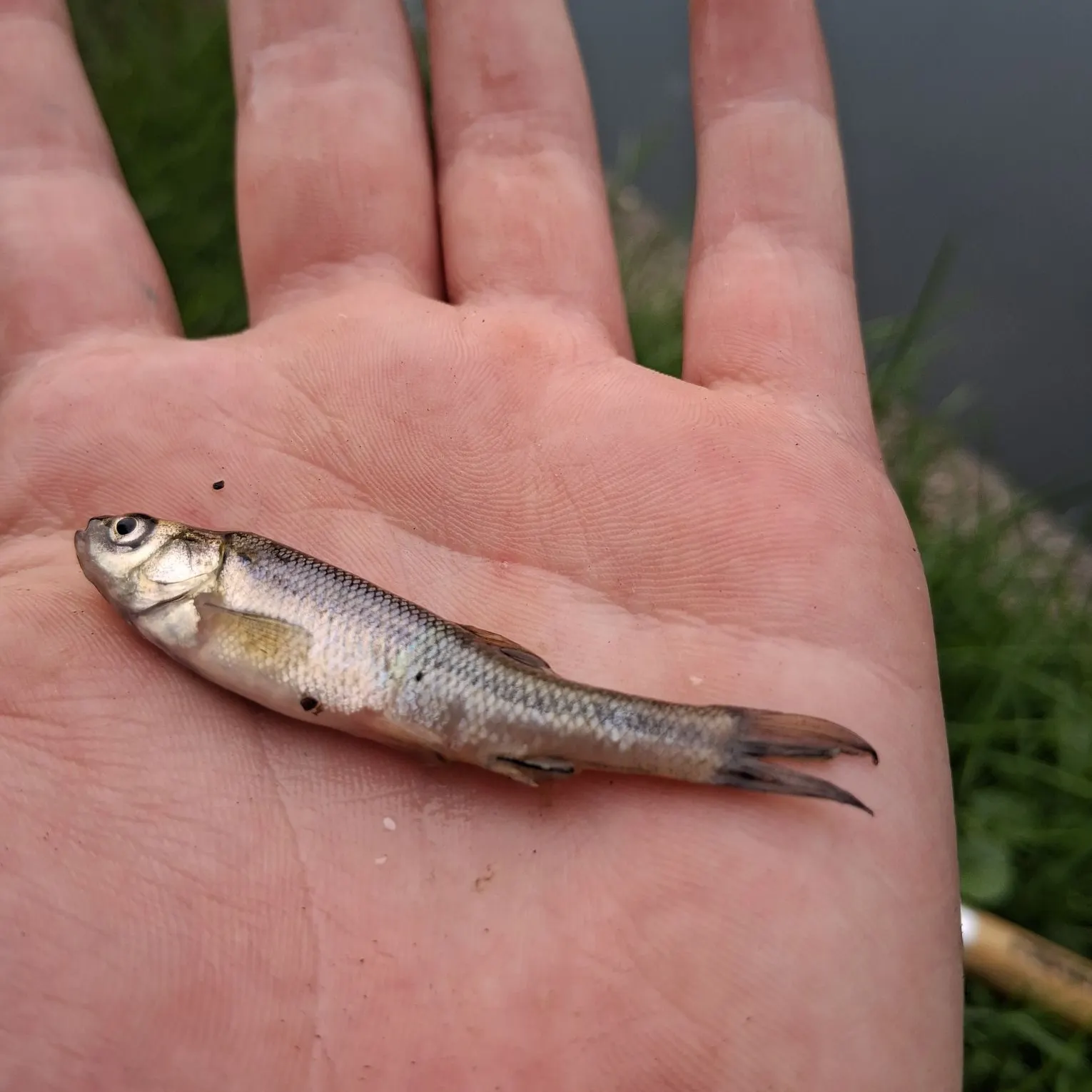 Creek chub caught on Fishbrain