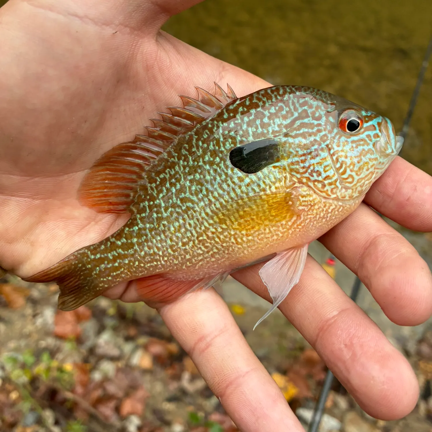 Longear sunfish caught on Fishbrain