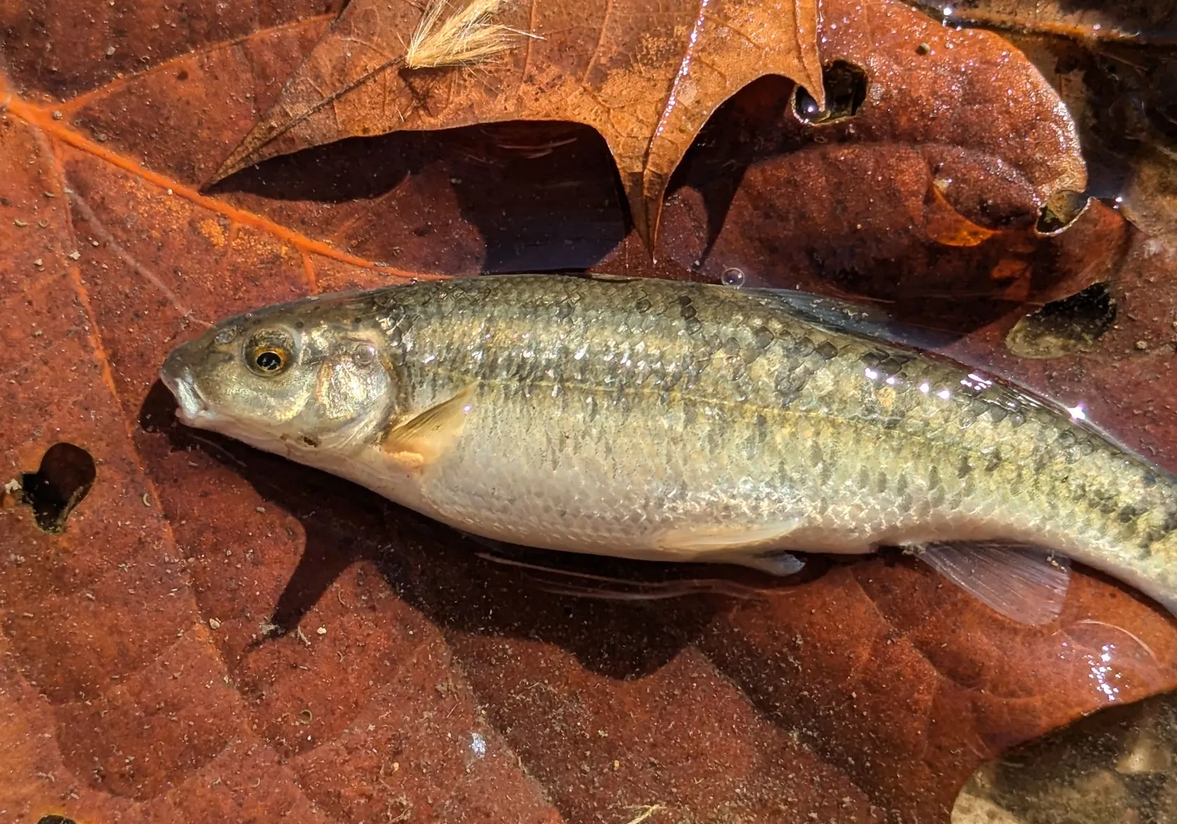 Central stoneroller