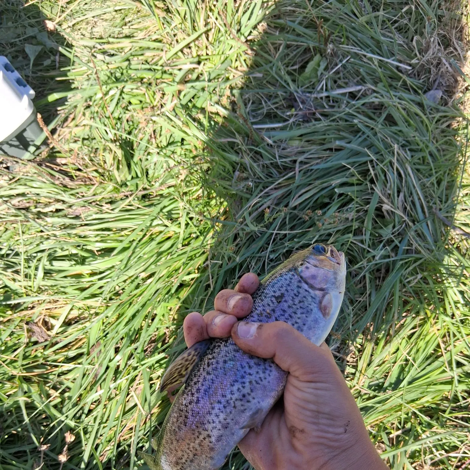 Rainbow trout caught on Fishbrain