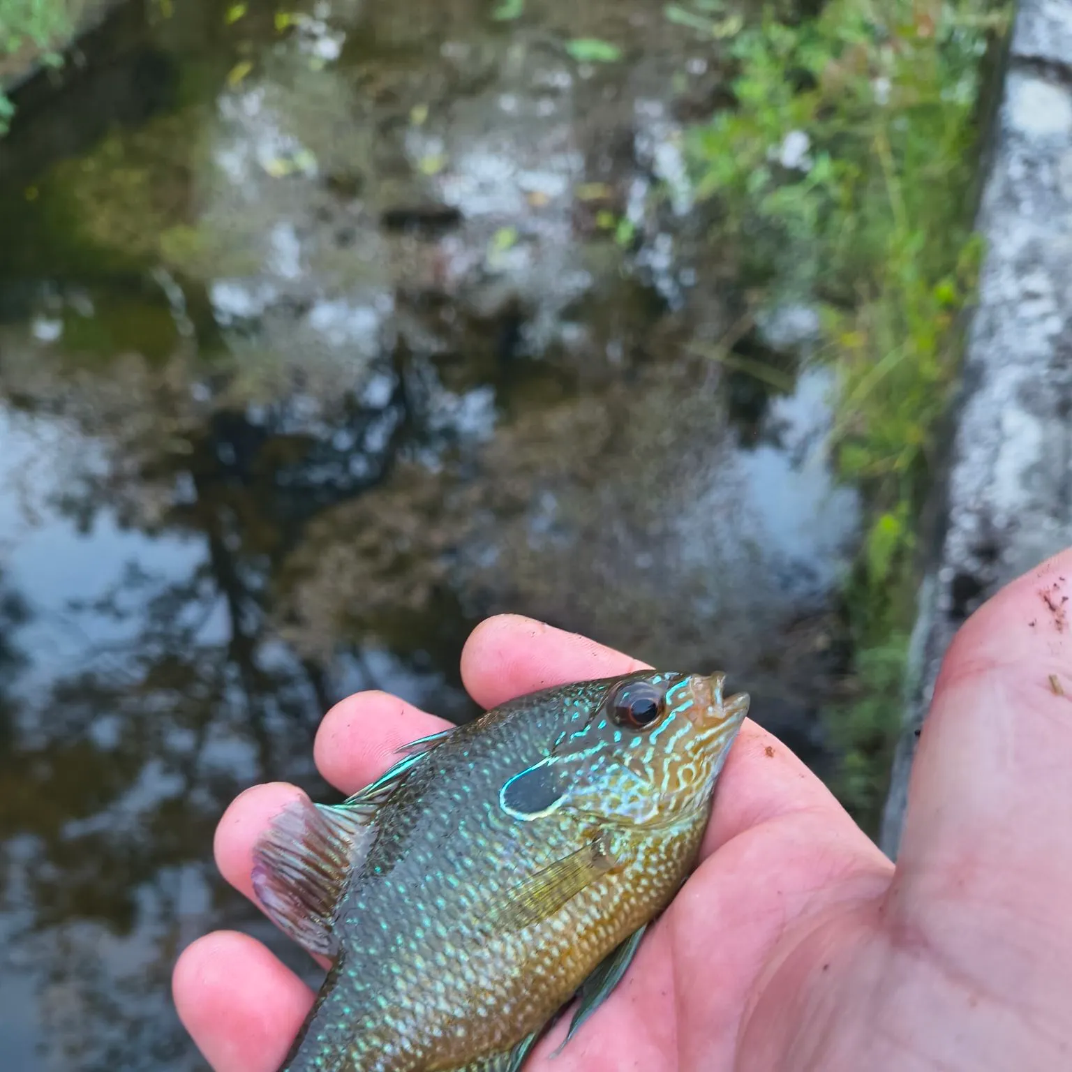 Dollar sunfish caught on Fishbrain