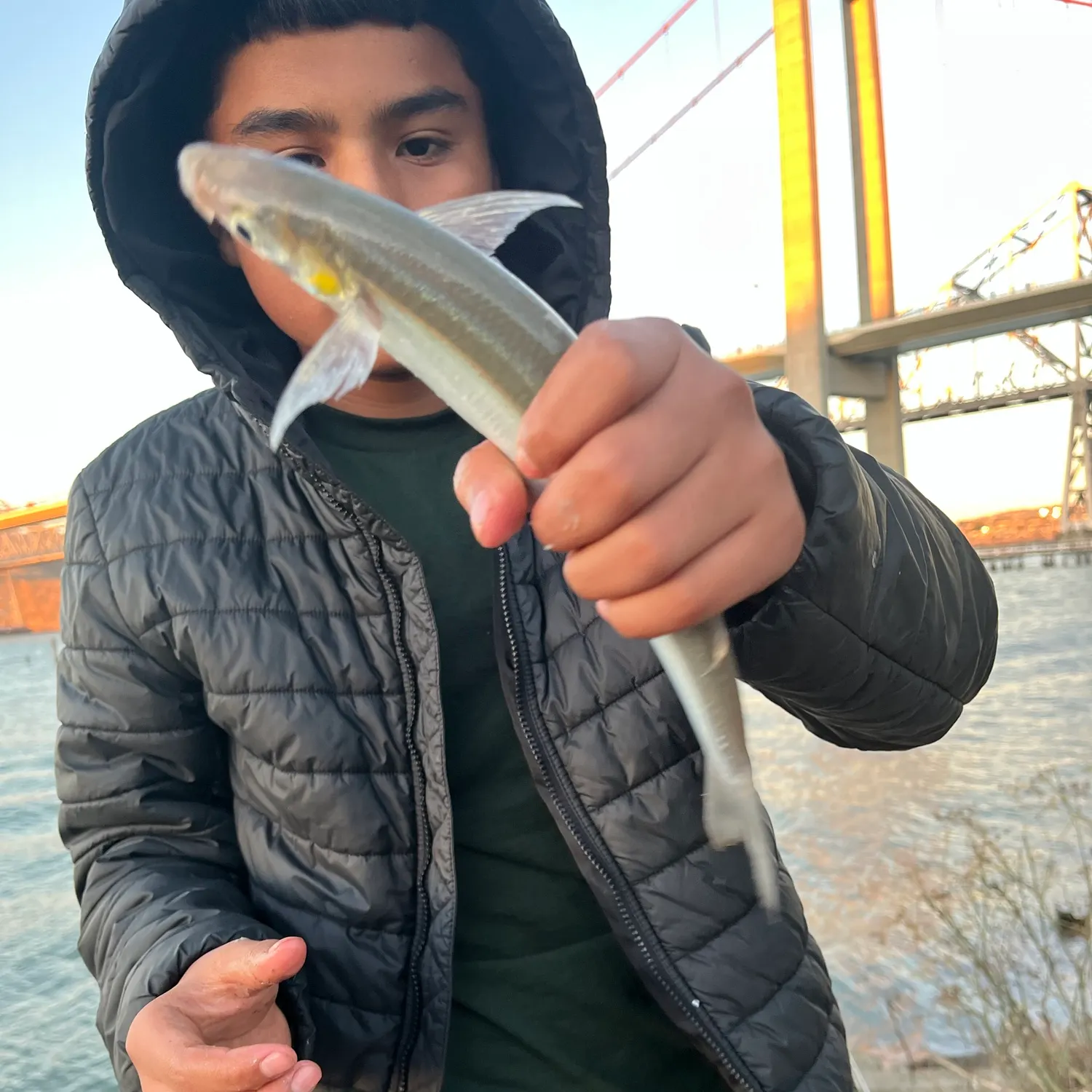 The most recent Jack smelt catches on Fishbrain