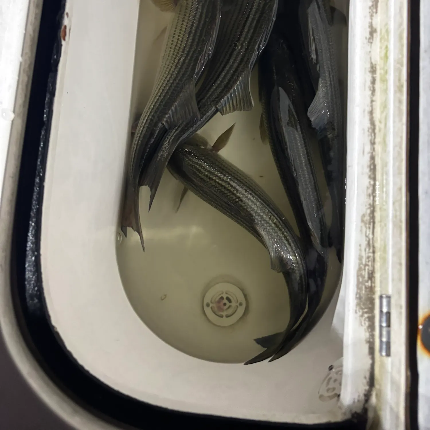 Striped bass caught on Fishbrain