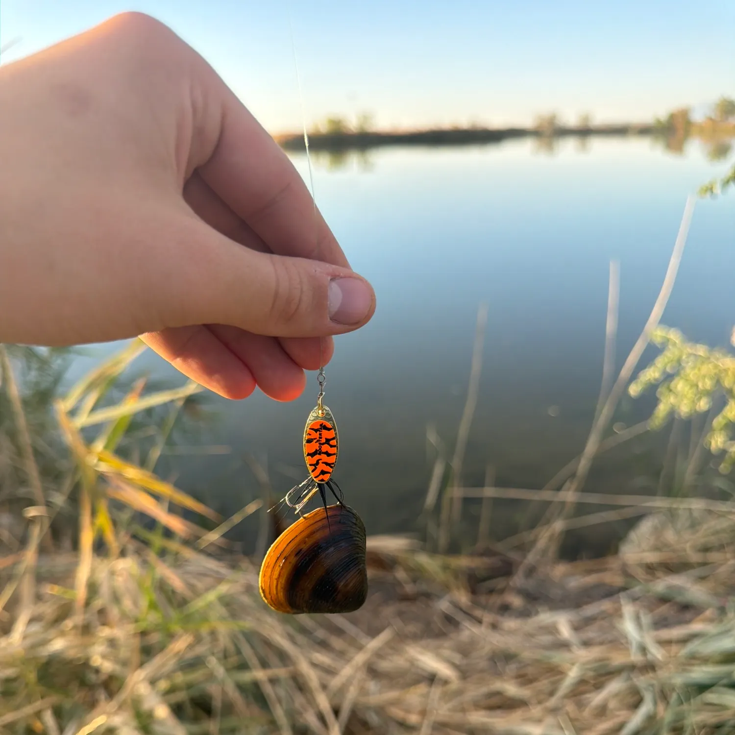 Goldfish caught on Fishbrain