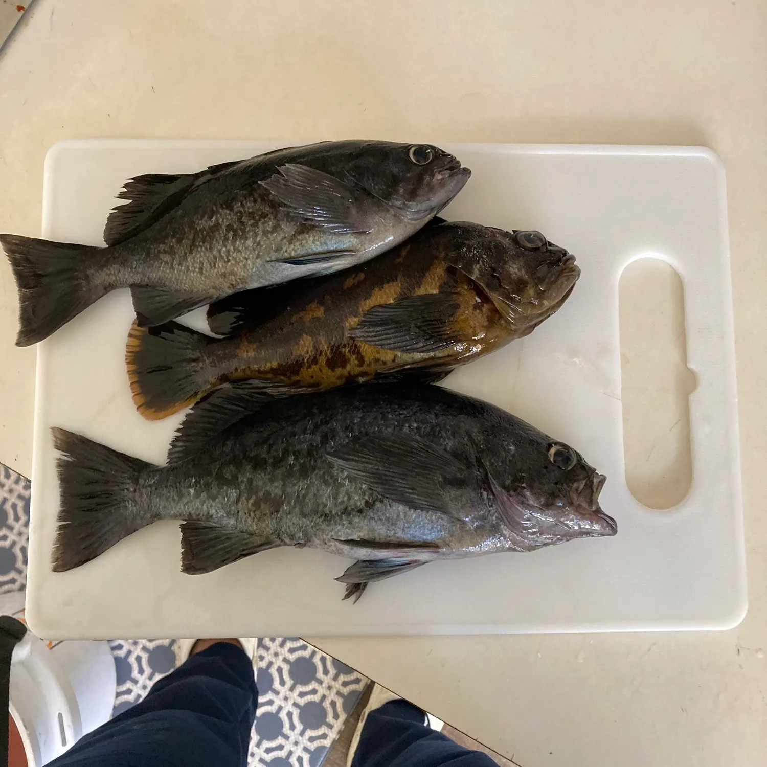 The most recent Blue rockfish catches on Fishbrain