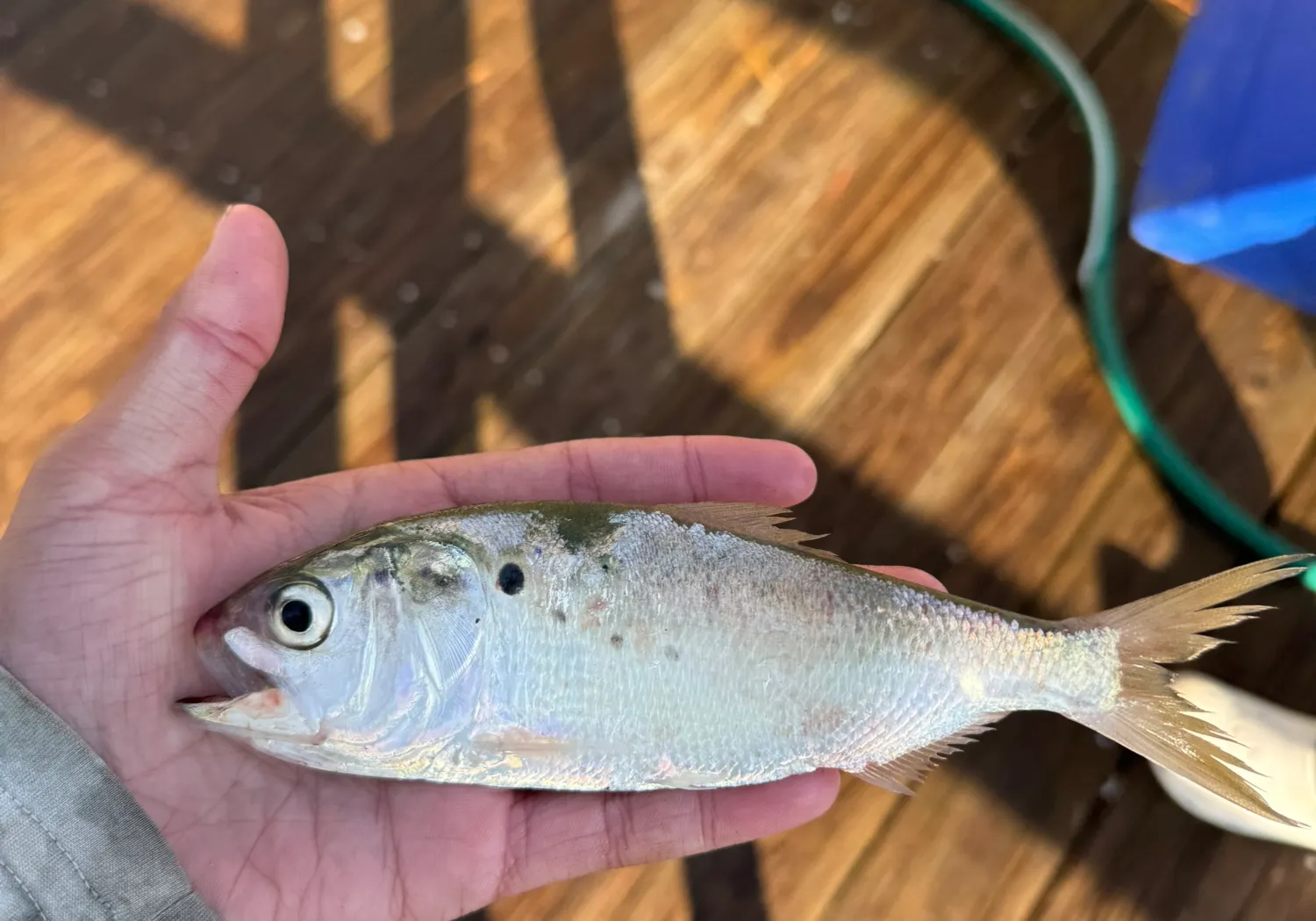 Atlantic menhaden