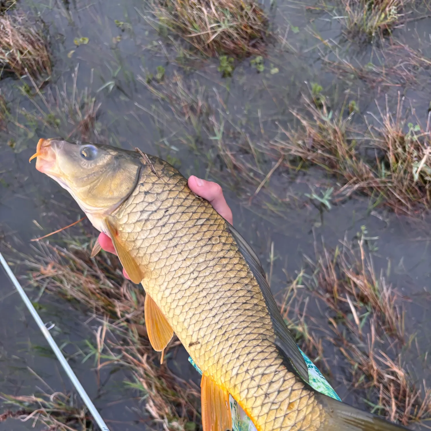 Common carp caught on Fishbrain