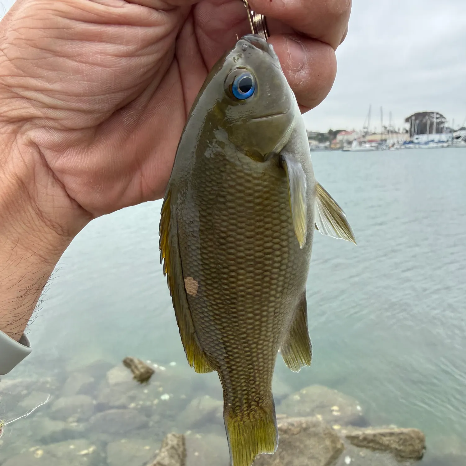 The most recent Opaleye catches on Fishbrain