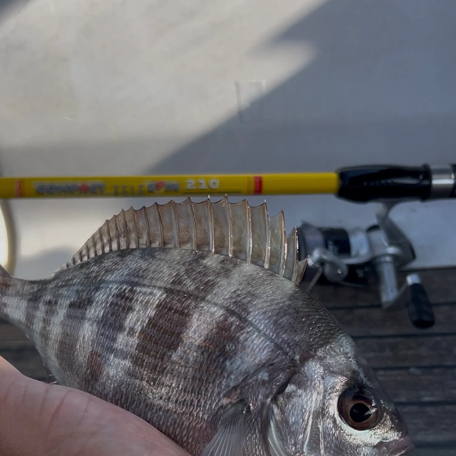 The most recent Blackhead seabream catches on Fishbrain