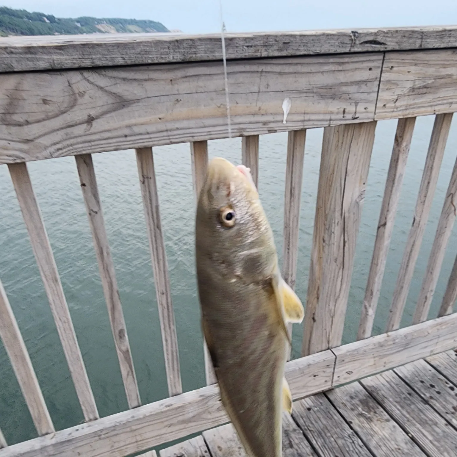 The most recent Northern kingcroaker catches on Fishbrain