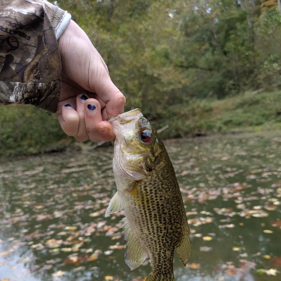 Rock bass caught on Fishbrain