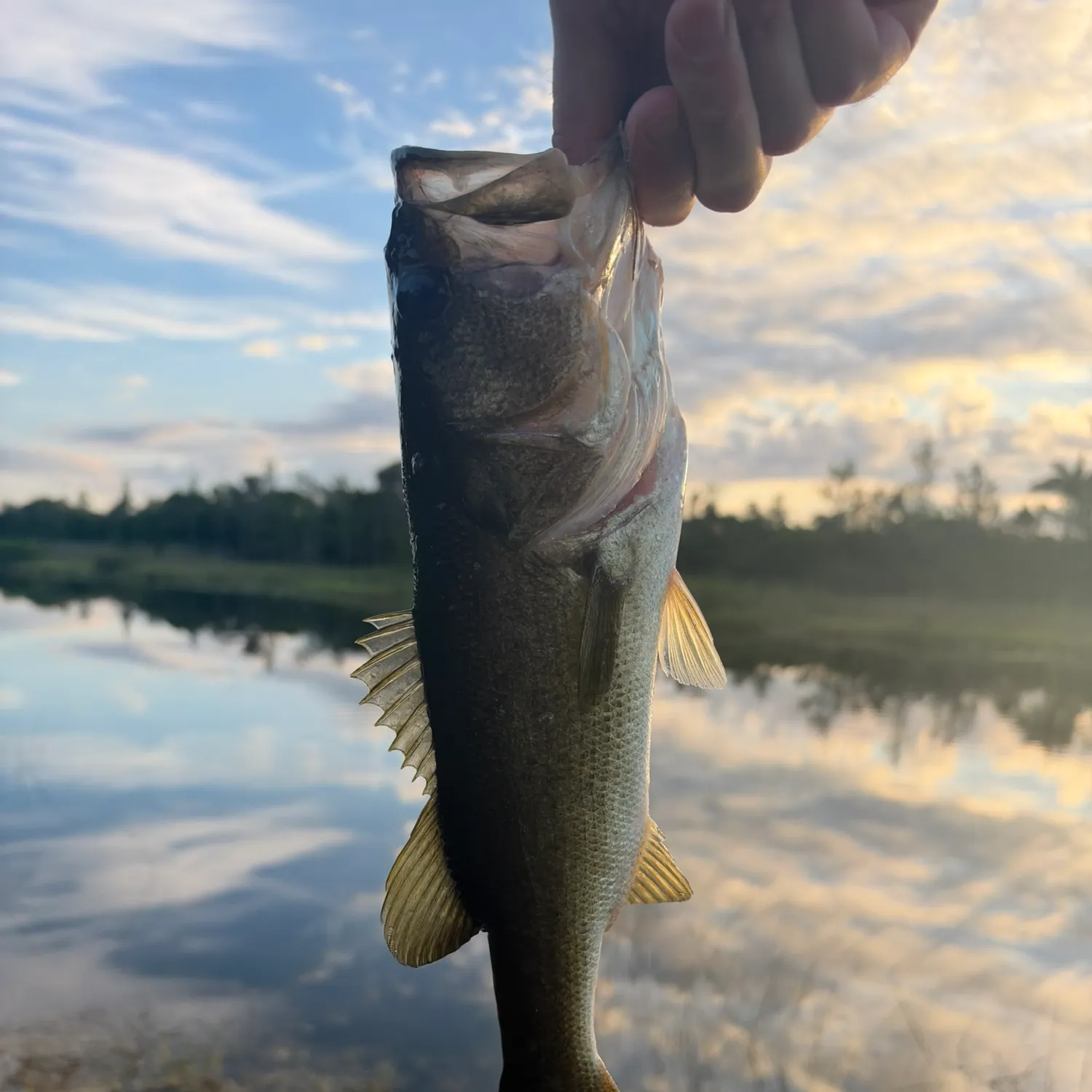 Florida bass caught on Fishbrain