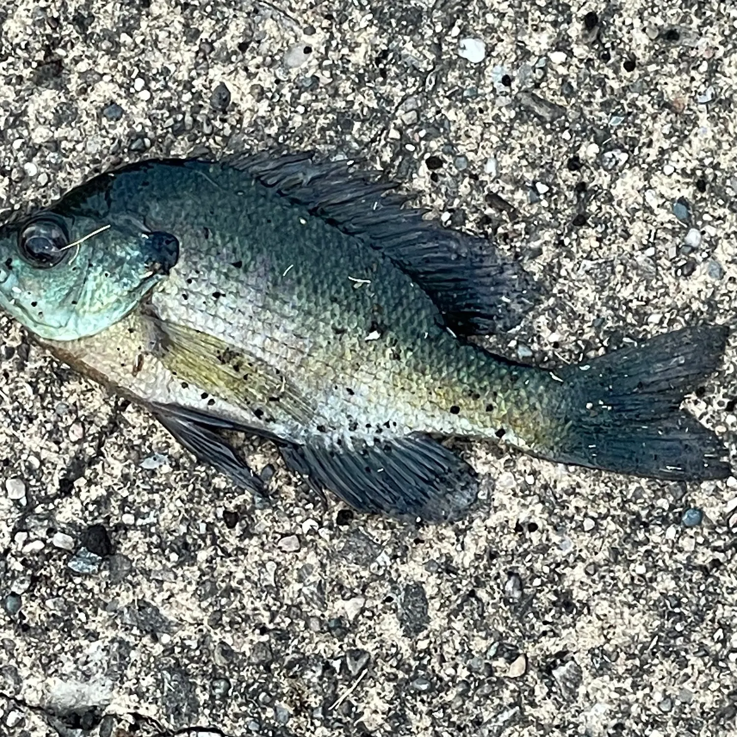 Bluegill caught on Fishbrain