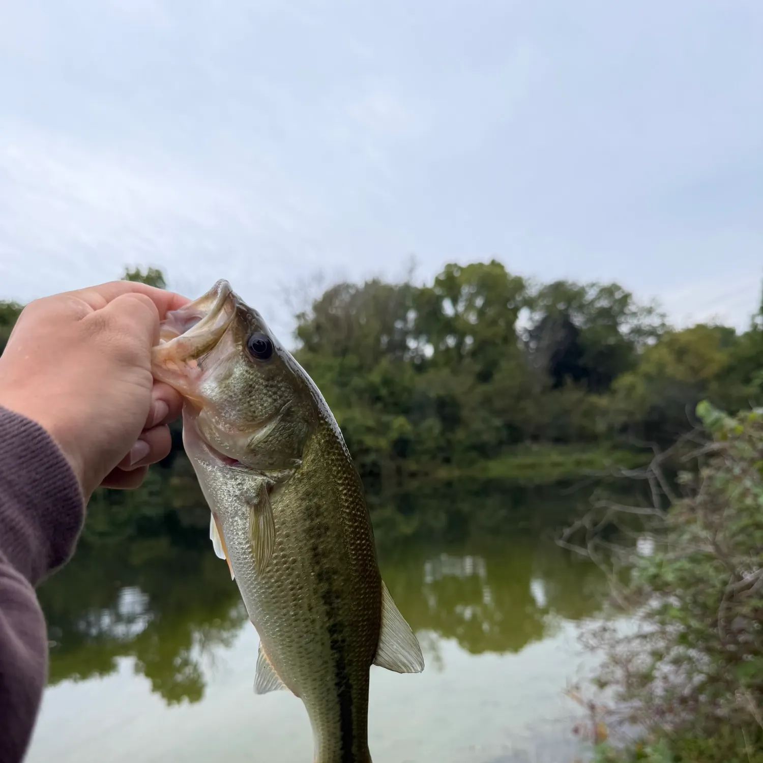 Largemouth bass caught on Fishbrain