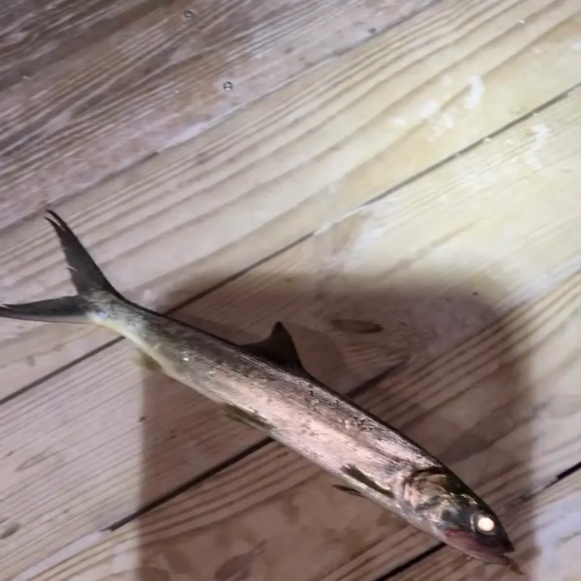 Ladyfish caught on Fishbrain