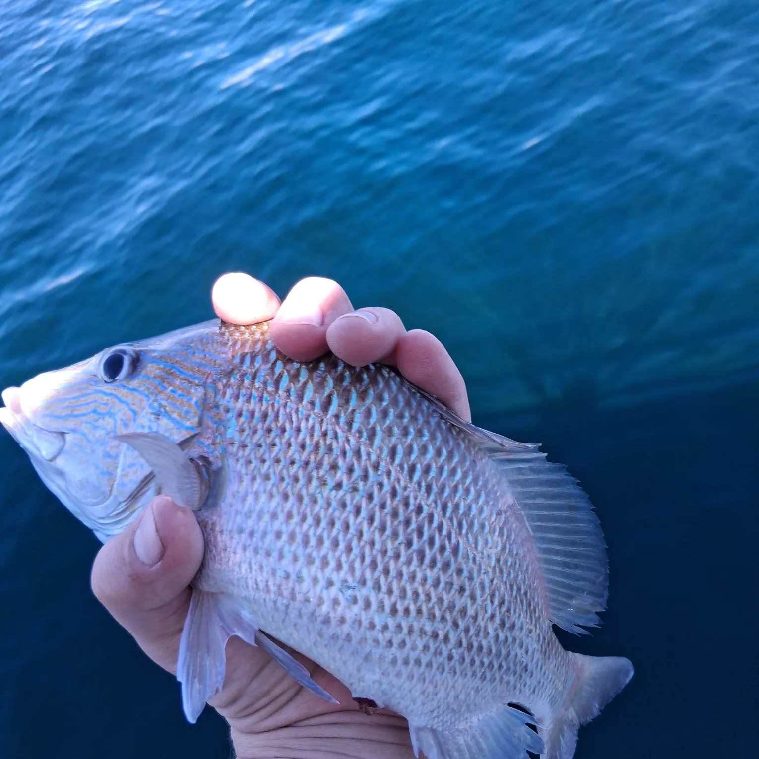 White grunt caught on Fishbrain