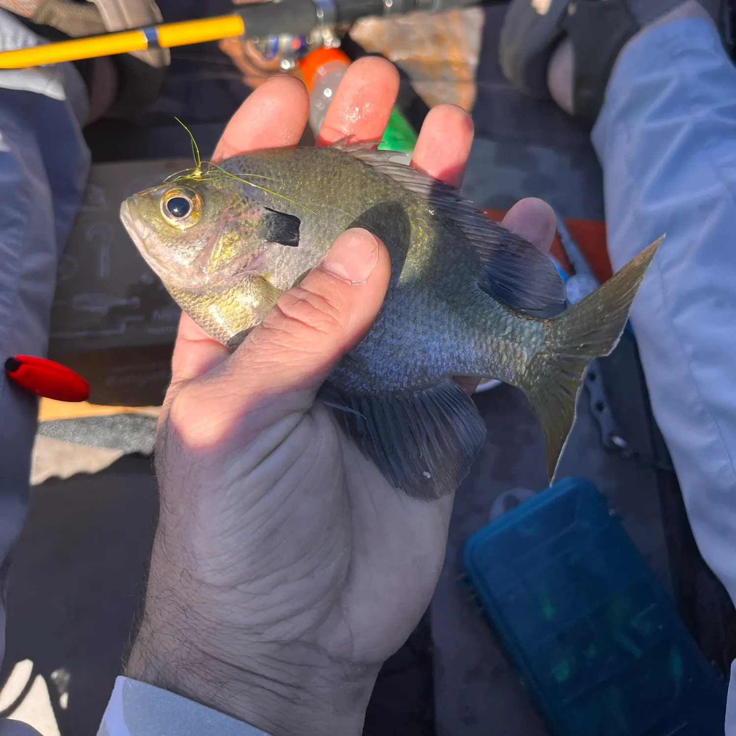 Bluegill caught on Fishbrain