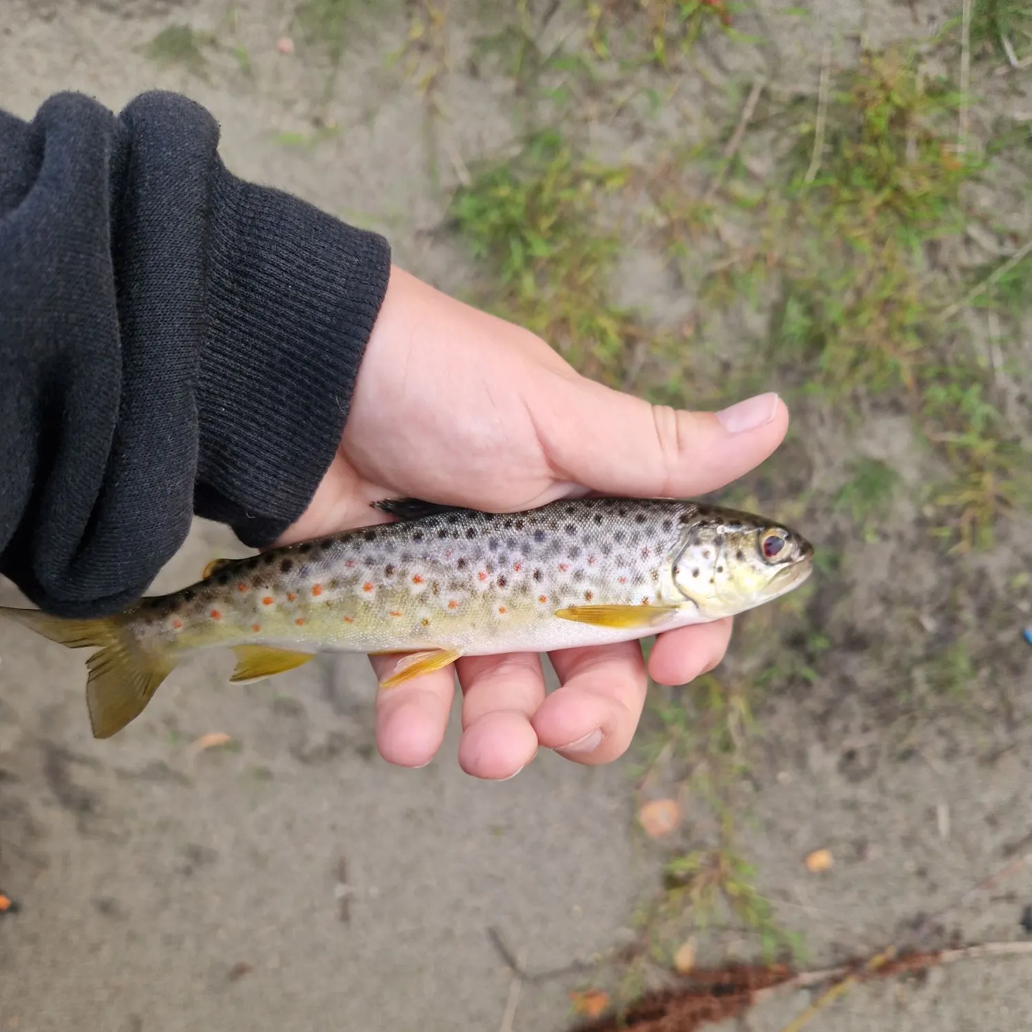Lake trout caught on Fishbrain
