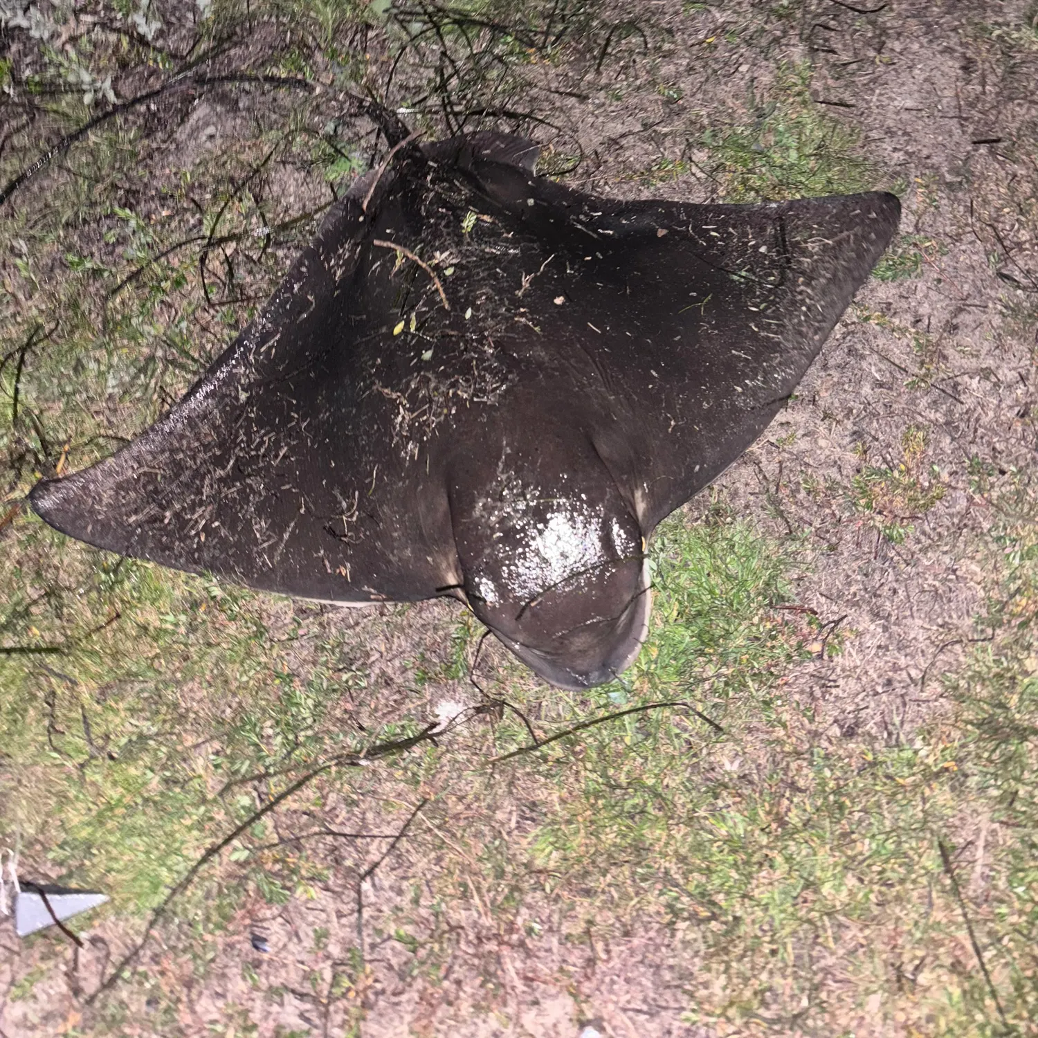 The most recent Bat eagle ray catches on Fishbrain