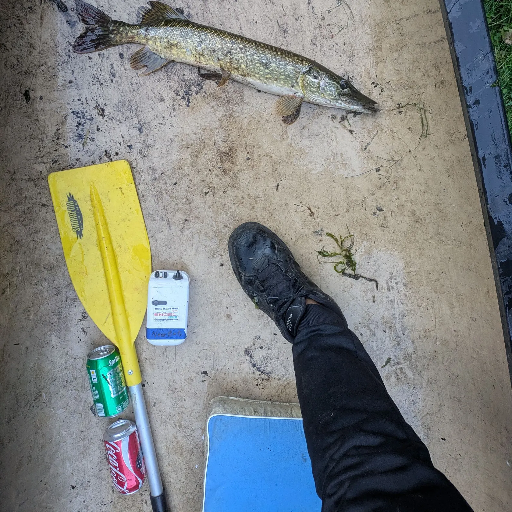Northern pike caught on Fishbrain