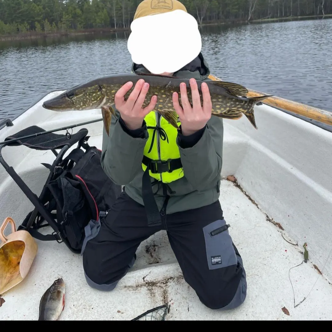 The most recent Northern pike catches on Fishbrain